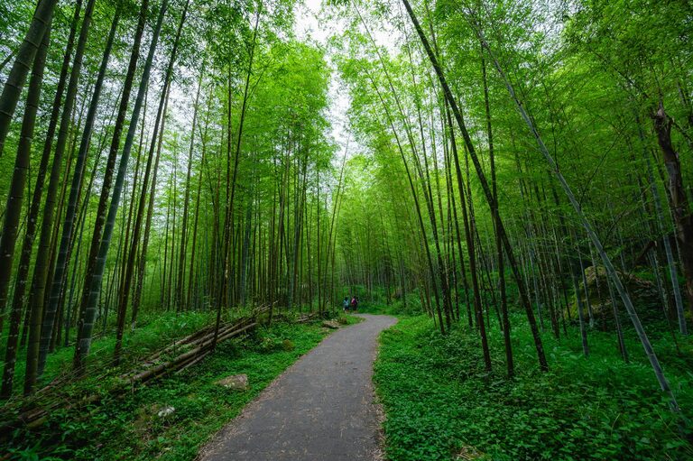 Beginner Guide to Mindful Walking: Enjoy Every Step